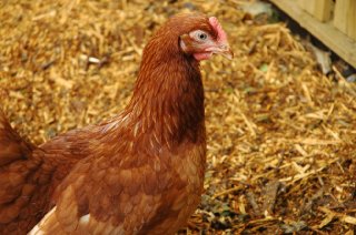 chickens5