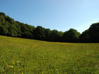 horses-field-2 horses-field-2