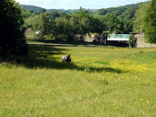 horses-field-4 horses-field-4