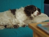 sleepy