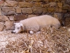 sleepy-sheepy