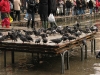 venice-066