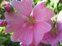 A pink flower