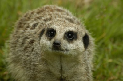 Meerkat