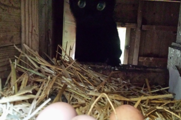 cat-chicken-coop