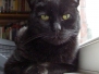 2010-boron