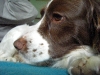 lily-profile