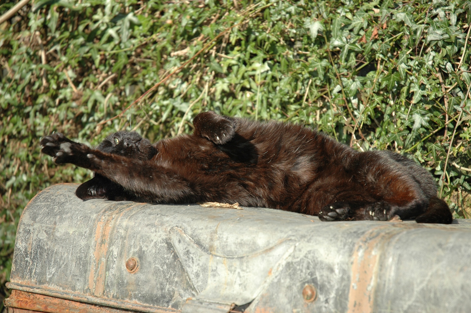 Boron stretching in the sun