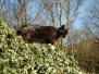 201102-boron