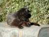 boron-paws