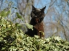 toothless-boron-yawning