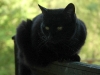 carla cat