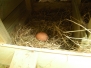 chickens-day01