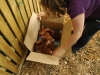 chickens1