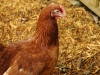 chickens5