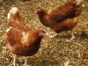 chickens6