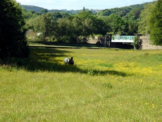 horses-field-4