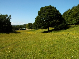 horses-field