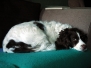 lily