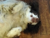 goofy-lily