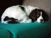 lily-dog-00