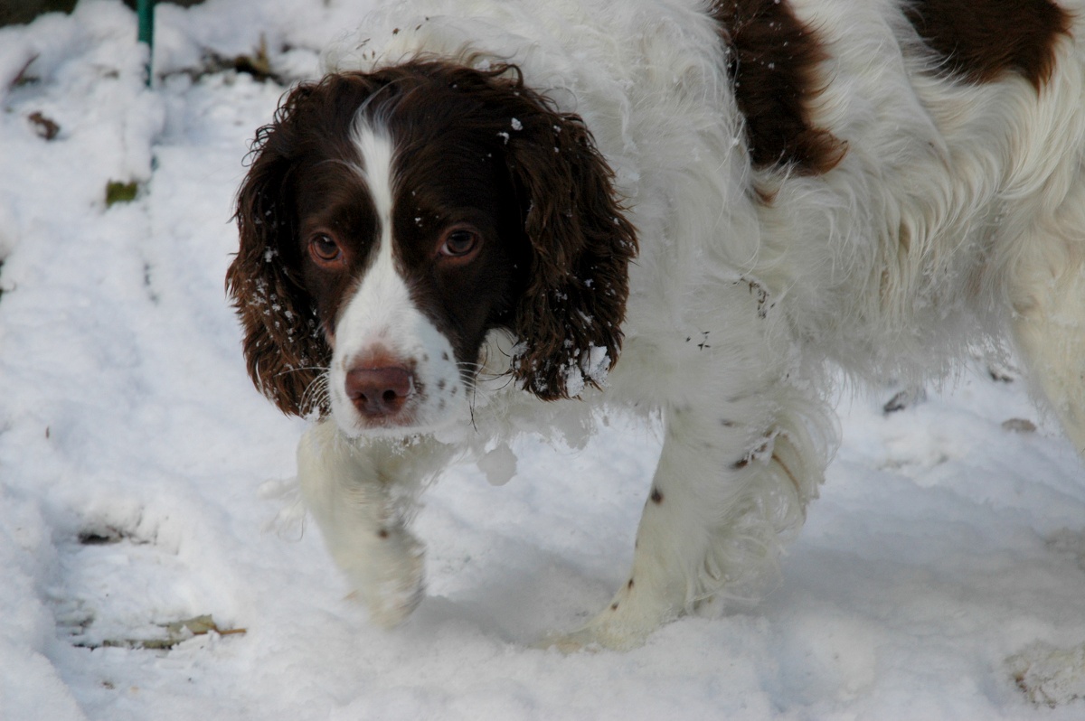 snowy-lily