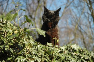 toothless-boron-yawning